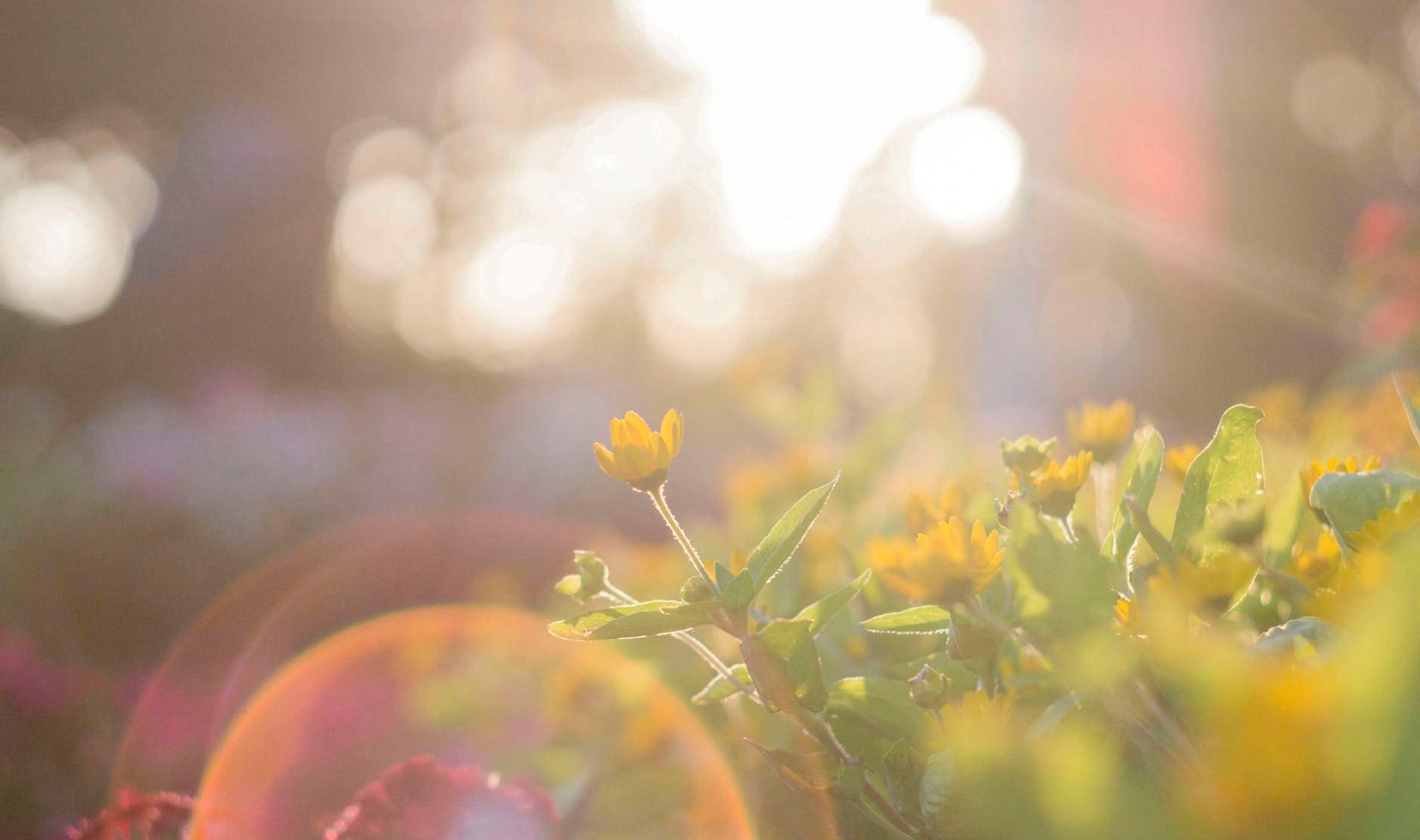 Sunshine and Summertime