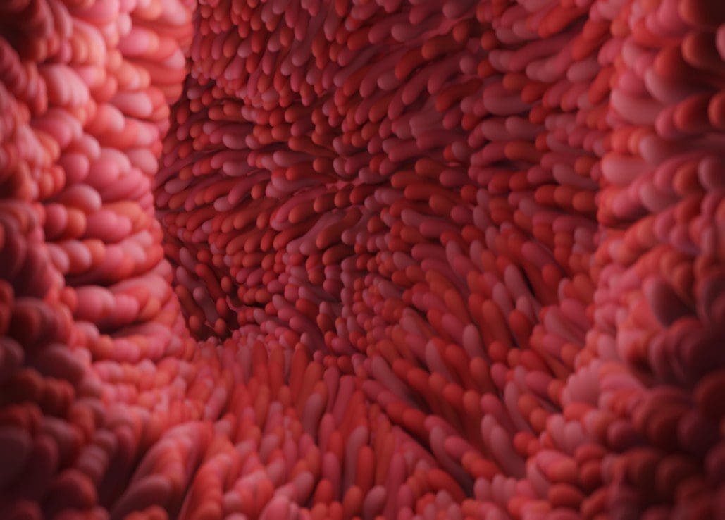 Intestinal villi. Intestine lining. Microscopic villi and capillary. Human intestine. 3D illustration Cancer Types We Treat